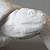 "tortoise daemon" top view