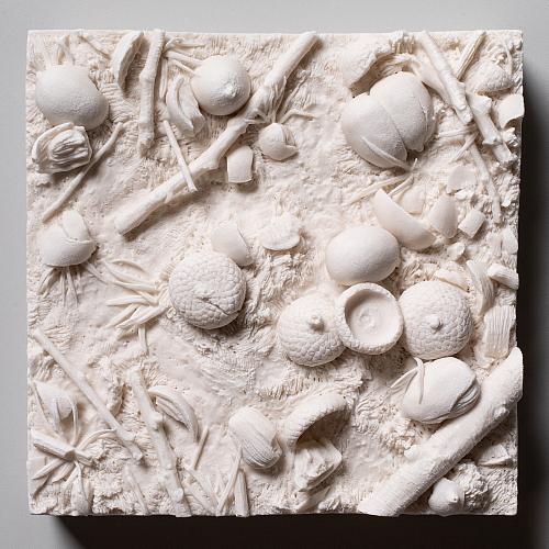 "this patch of ground: acorns"