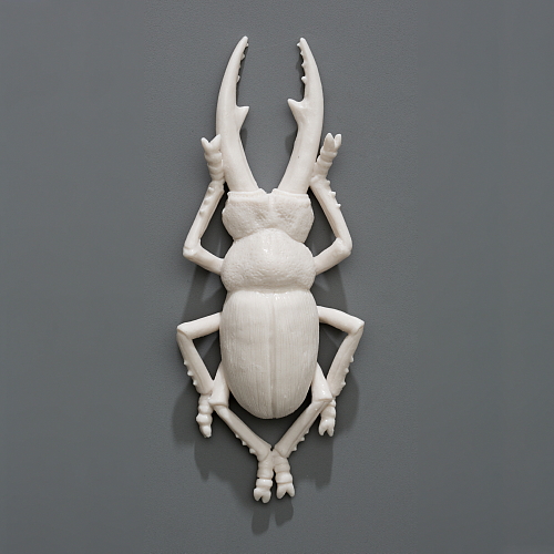 "skin-changer's closet" beetle