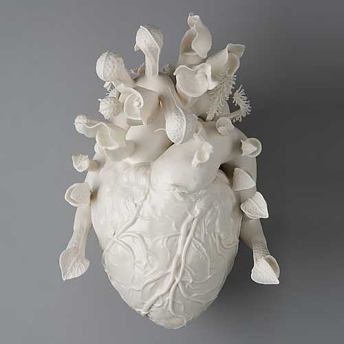 "venus" daylit top view